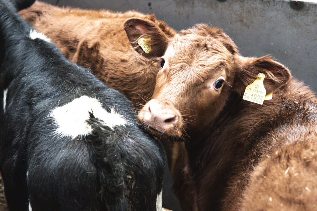 Store Cattle Sale Report 22nd June - Leek Auctions