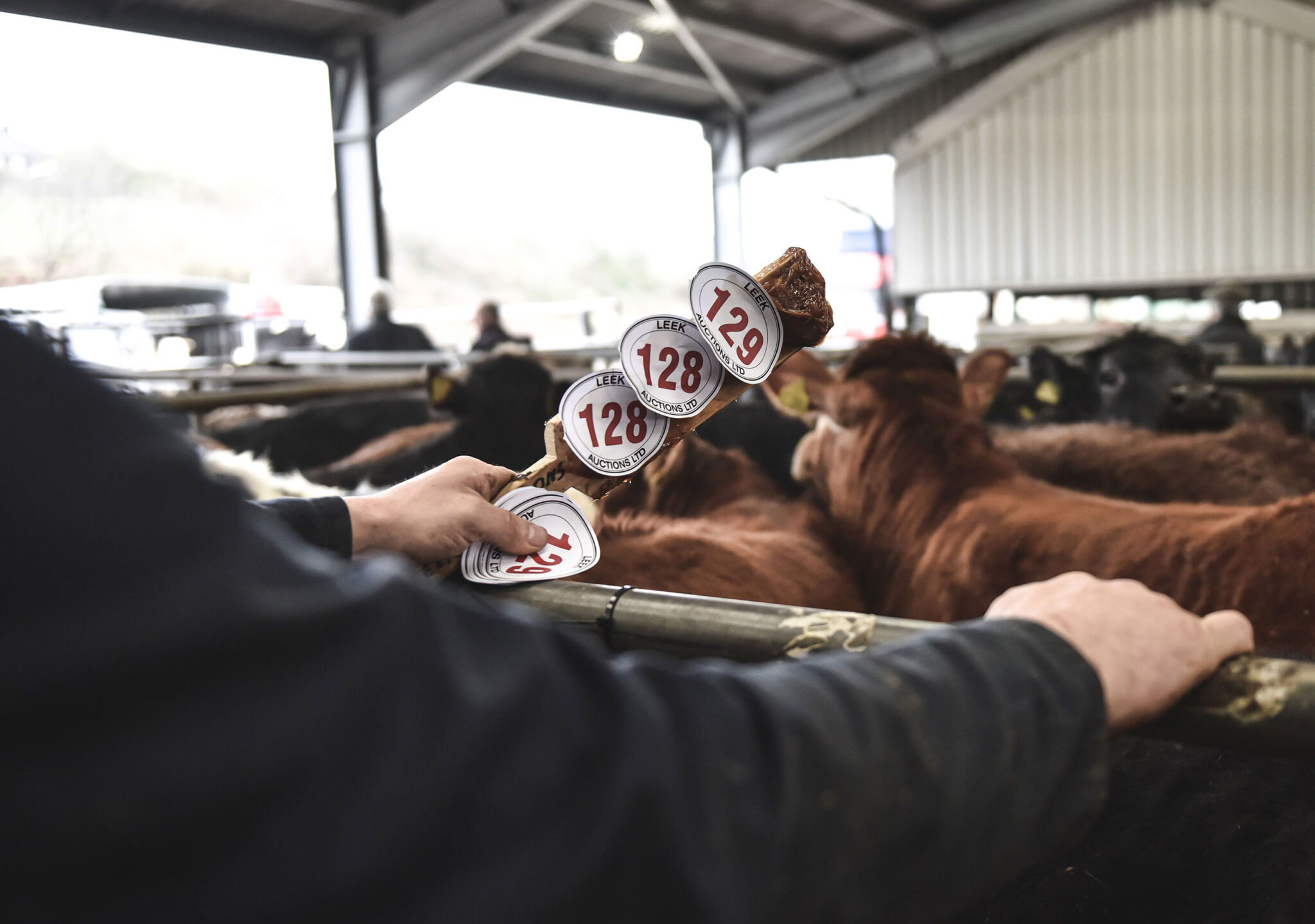 Store Cattle Sale Report 12th March Leek Auctions