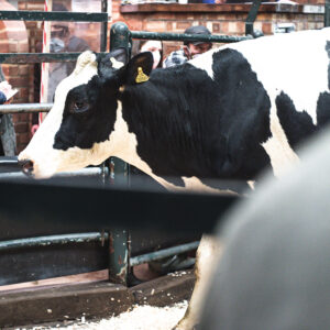 Leek Dairy Cattle Market