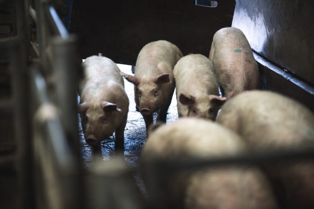 Breeding Pig Sale Report Saturday 15th May Leek Auctions