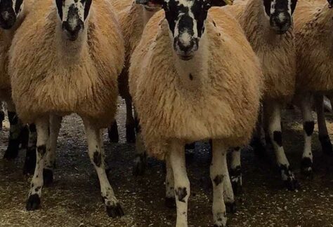 Store Sheep Sales