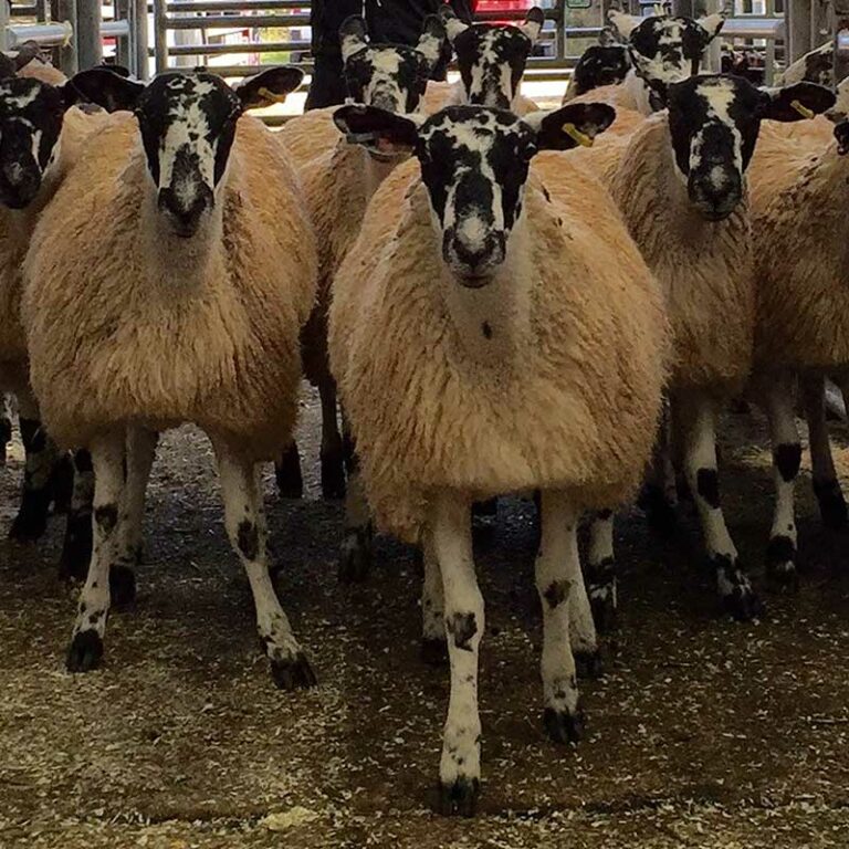 Special Breeding Sheep Sale Leek Auctions