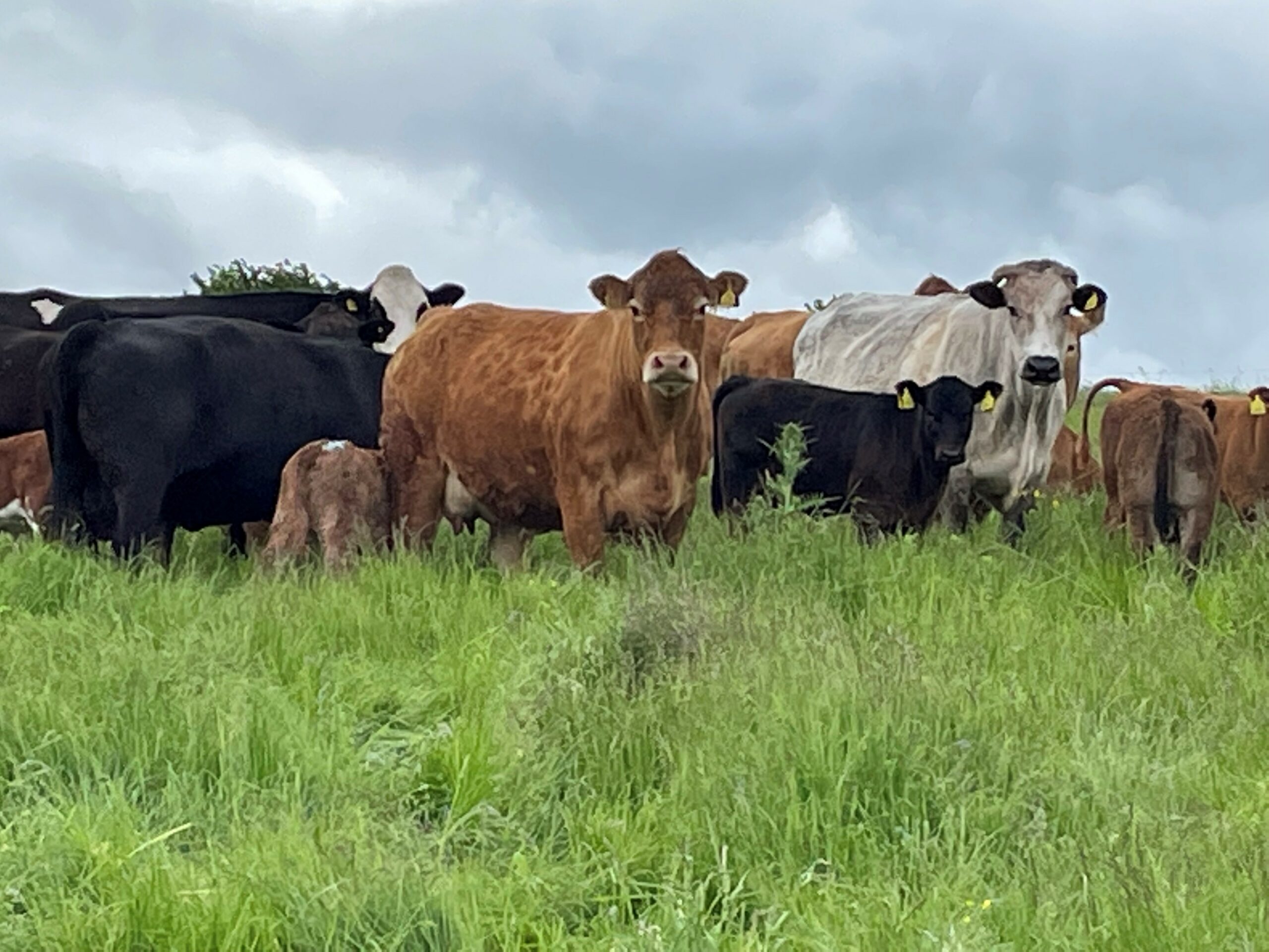 Store Cattle Sale Report 18th June 2022 Leek Auctions