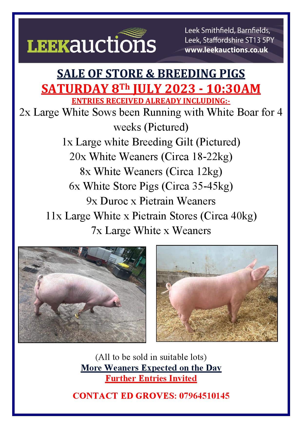 Store & Breeding Pigs Sale Leek Auctions