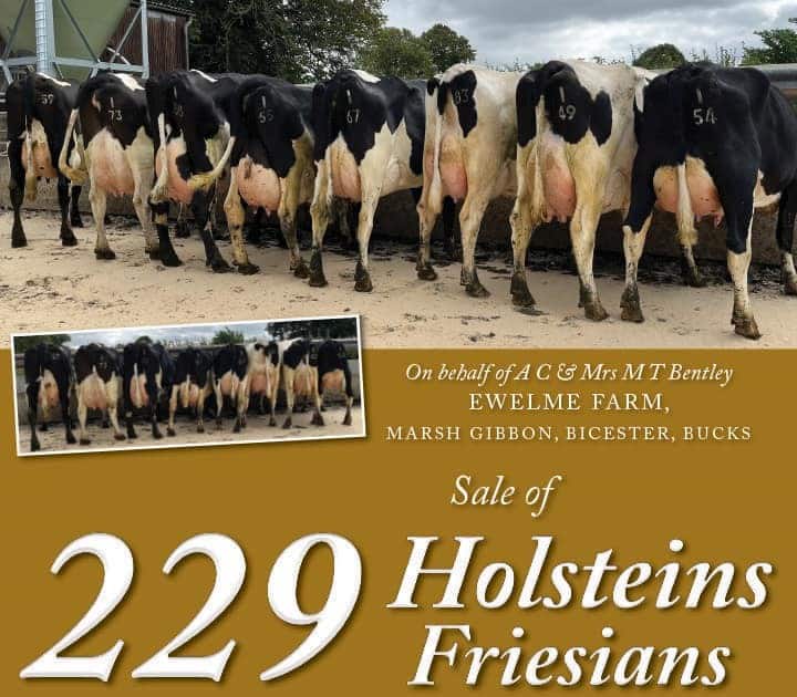 229 Holsteins Friesians Dispersal Leek Auctions