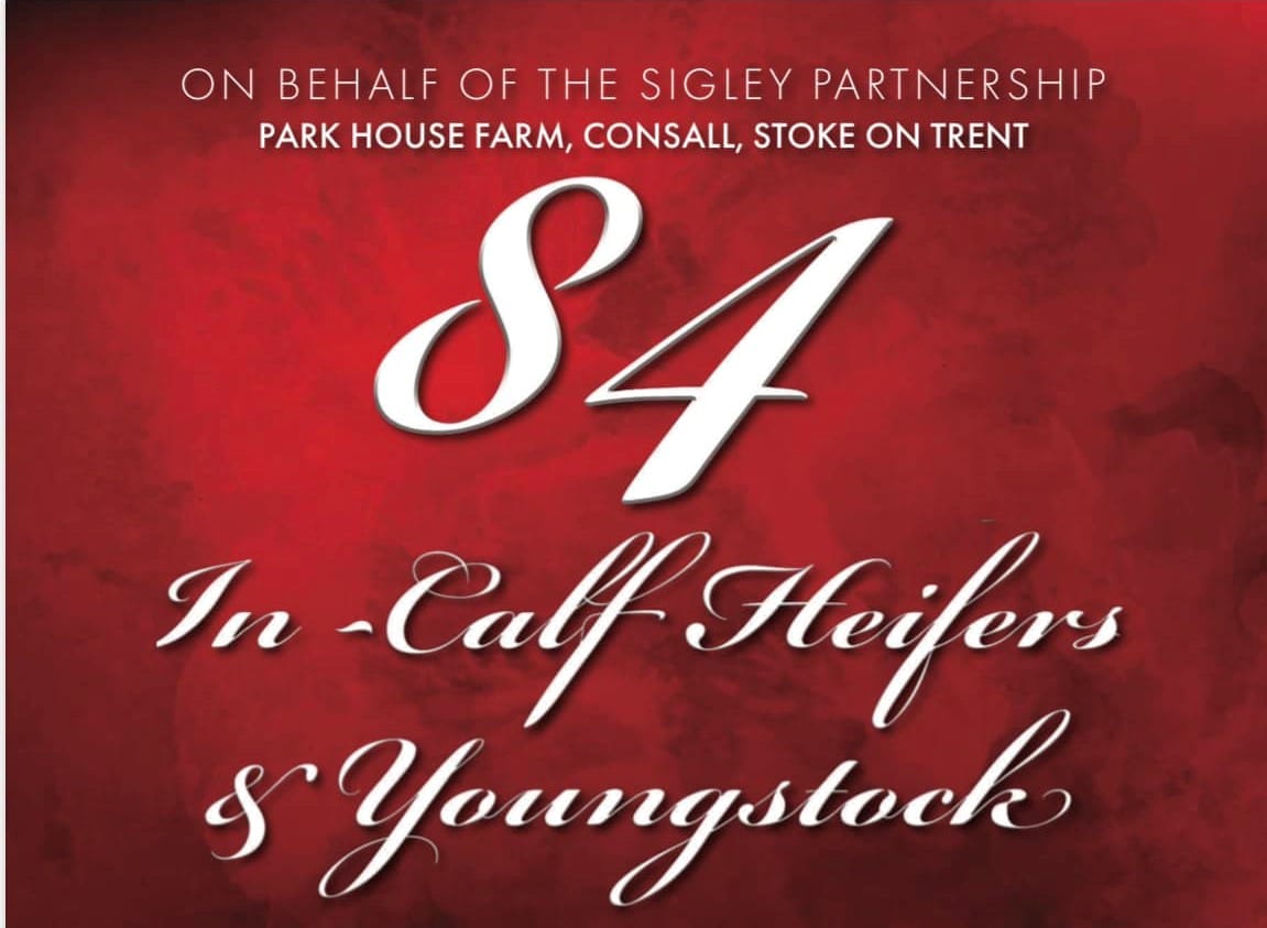 84 Holstein Heifers Leek Auctions