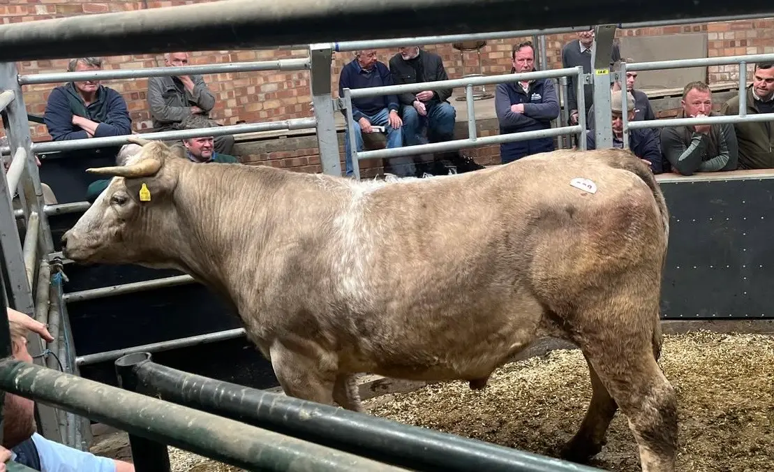 D Rasheed Form Cattle Store Cattle Sale Report 9th May - Leek Auctions