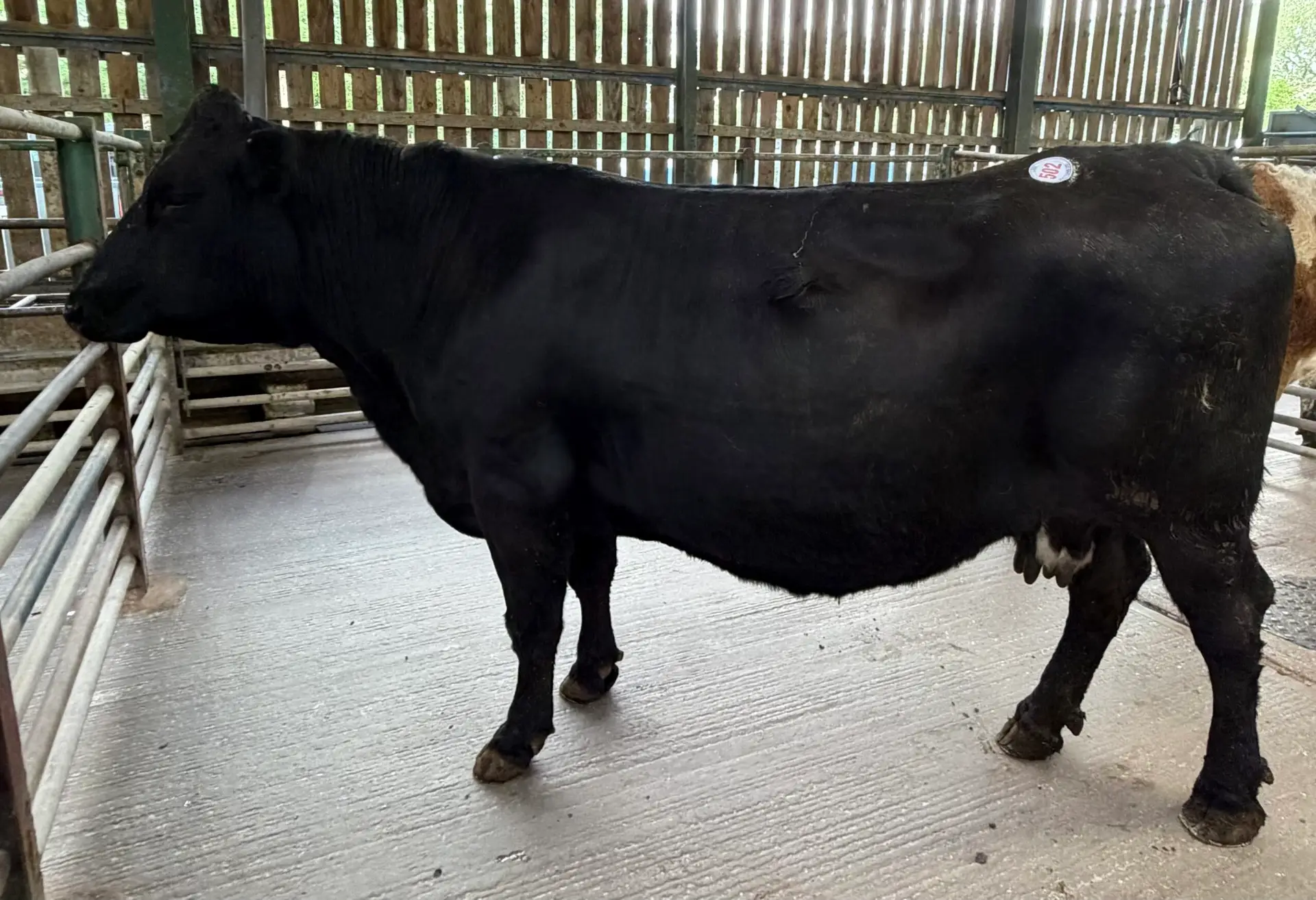 D Rasheed Form Cattle Market Report Tuesday 5th May - Leek Auctions